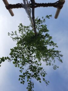 Unser-Baum-von-unten (c) Julia Hainz