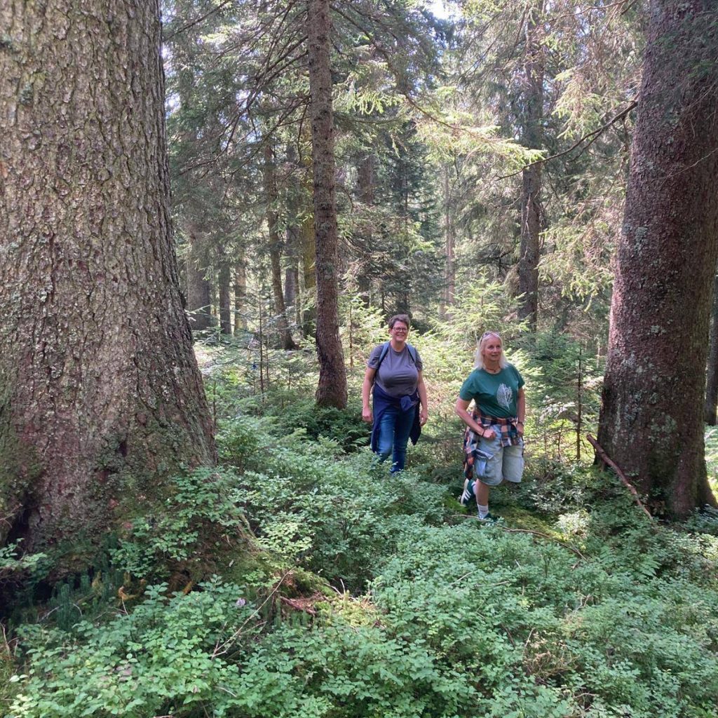 Baumkreis_Klangholzwald__01