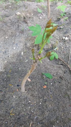 signal-2026-01-15-17-36-17-655